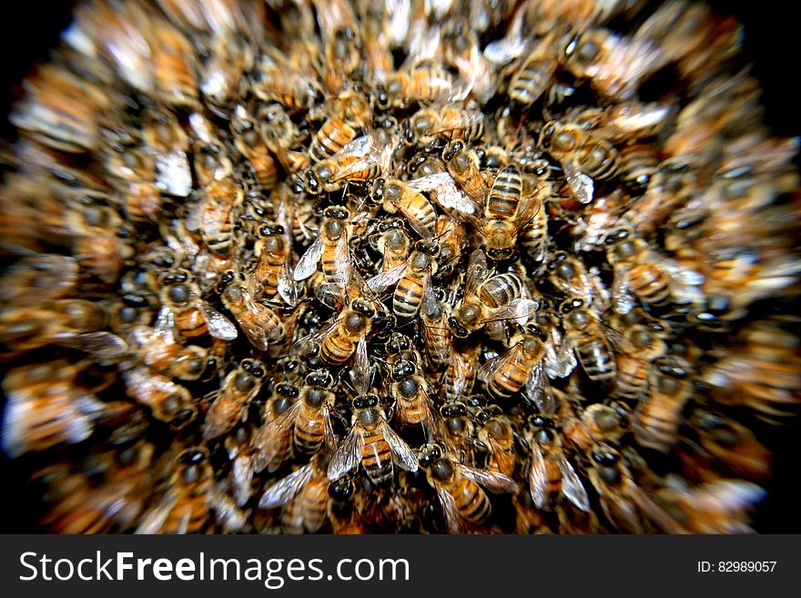 Close up of swarm of honeybees. Close up of swarm of honeybees.