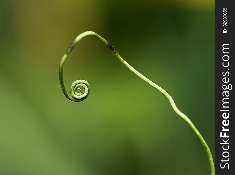 Macro Photography Of Green Twig