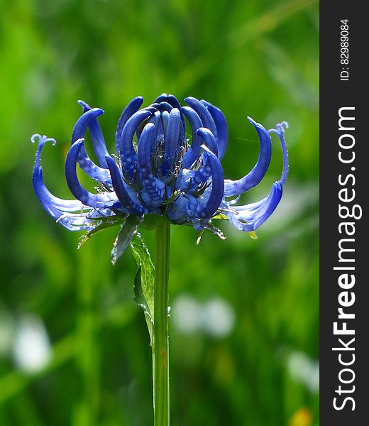 Close Photo Of Blue Petaled Flower