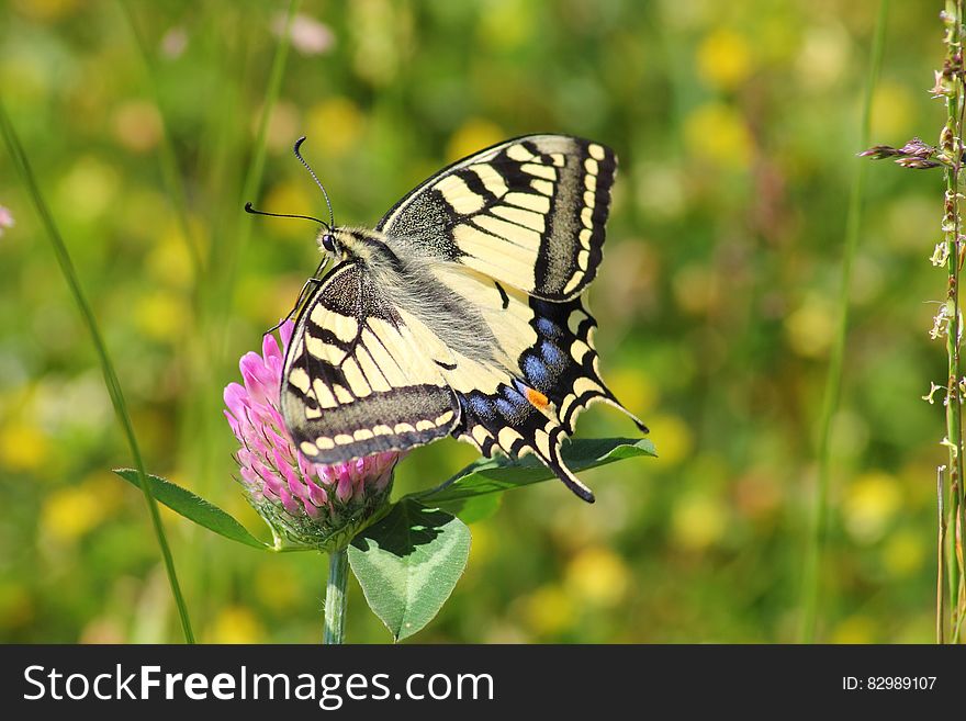 Black White and Blue Butterfly on Pink Flower