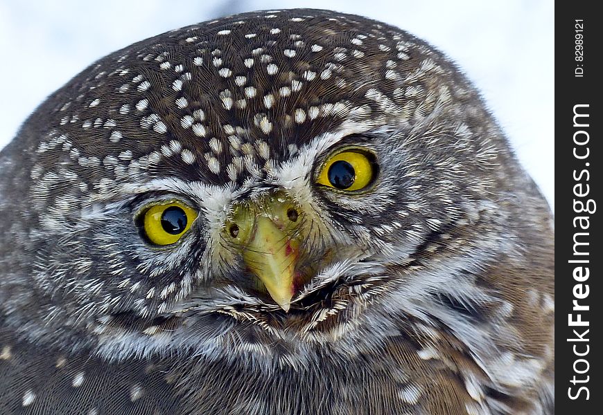 Black and Brown Winter Owl