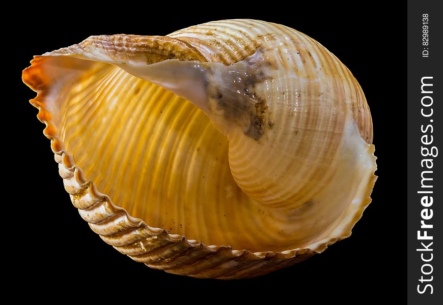 Yellow And Brown Sea Shell