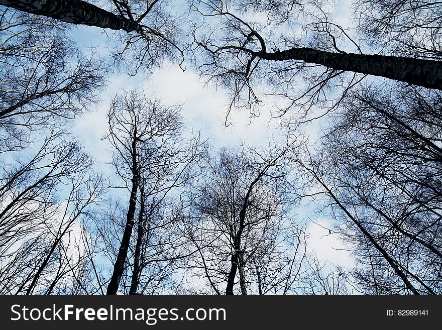 Bare limbs of tree tops against blue skies.
