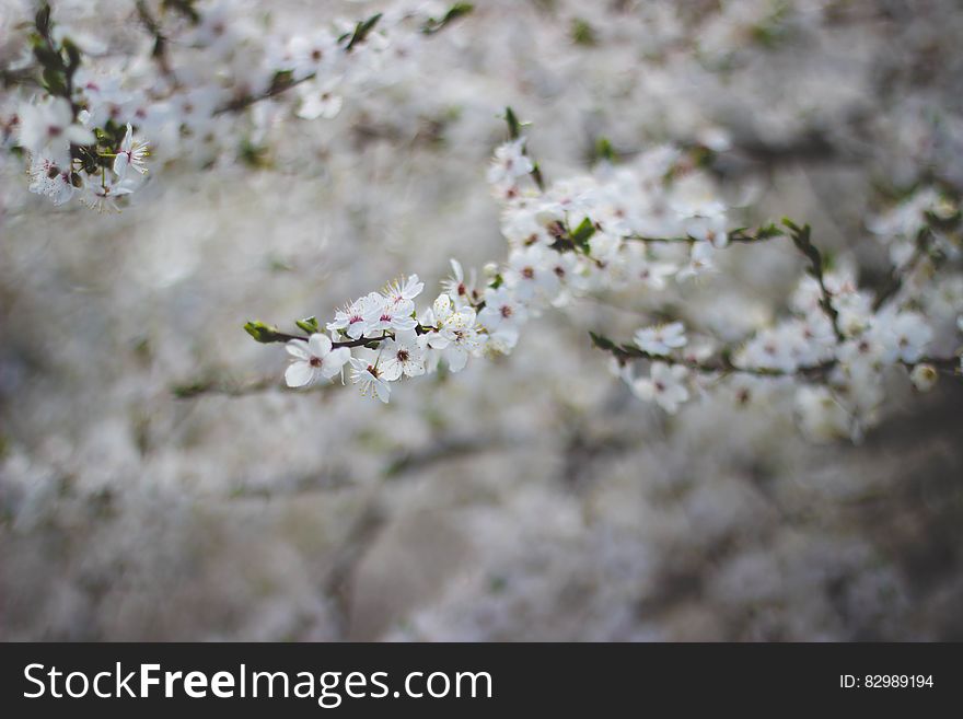 White Flowering Tree