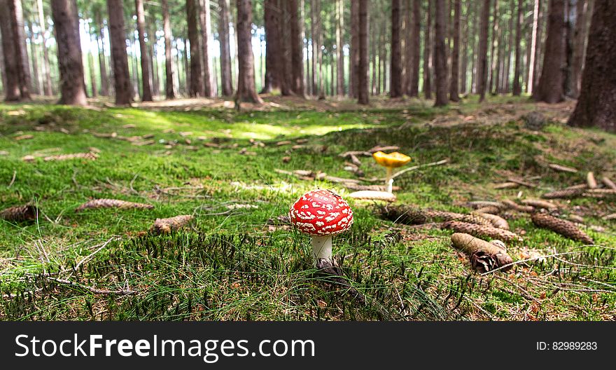 Red and White Mushroom Beside Yellow Mushroom Near Green Trees during Daytime
