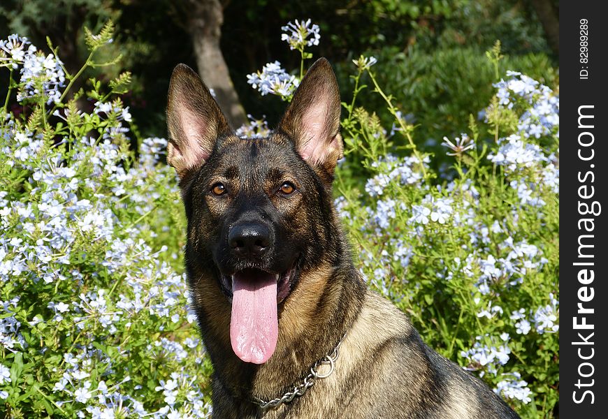 Black And Fawn Belgian Malinois In Front Of White Flowering Green Plant