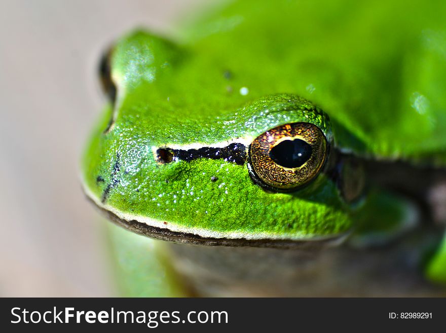 Green frog eyes