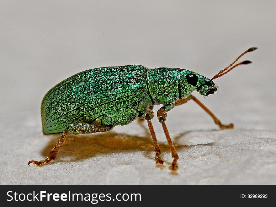 Green Black and Brown Insect