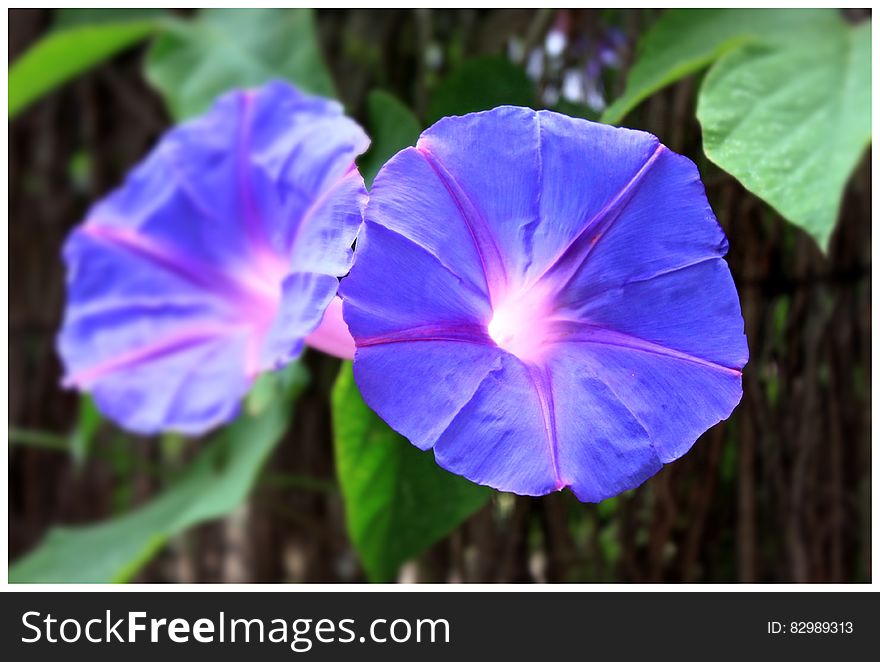 2 Blue Flowers During Daytime