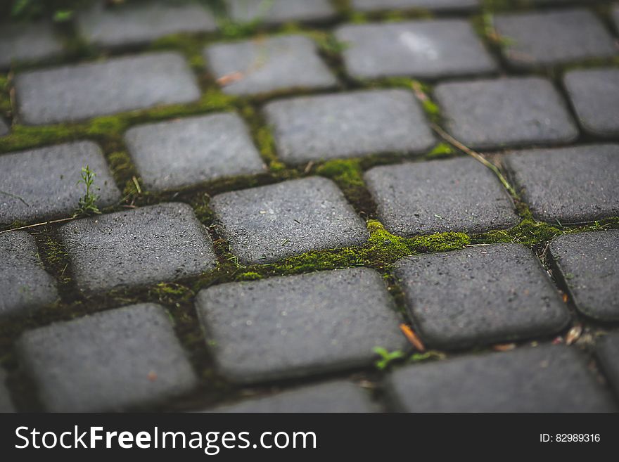 Paving stones with moss