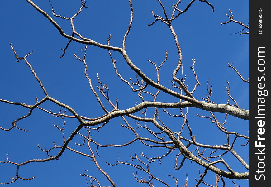 Brown Bare Tree