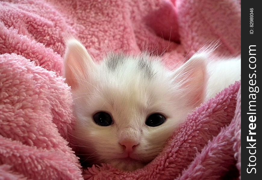 White Kitten On Pink Throw