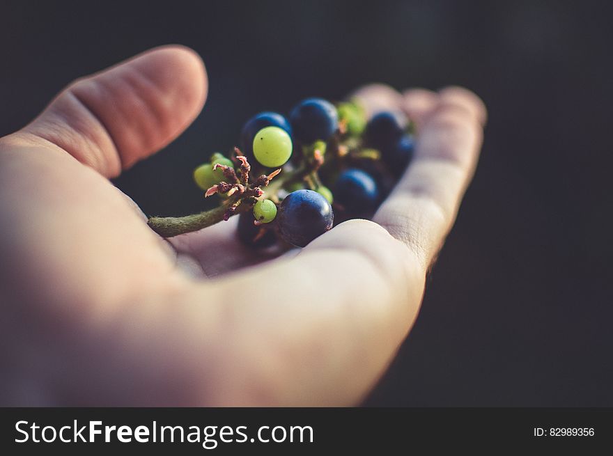 Person Holding Purple Grapes