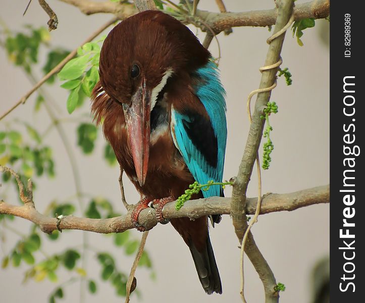 Blue Brown and White Bird Standing on Stem in Bokeh Photography