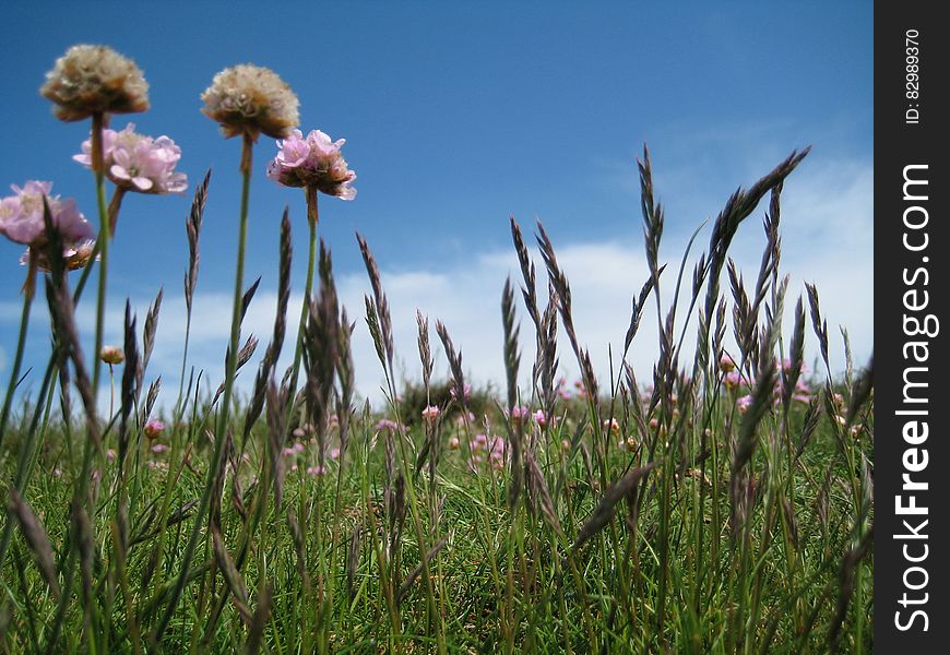 Pink Flower on Green Field Under White and Blue Sky during Daytime