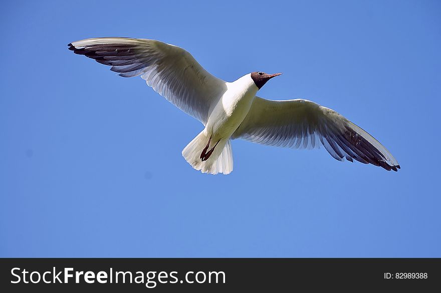 White and Brown Bird Flying Under Blue Sky during Daytime