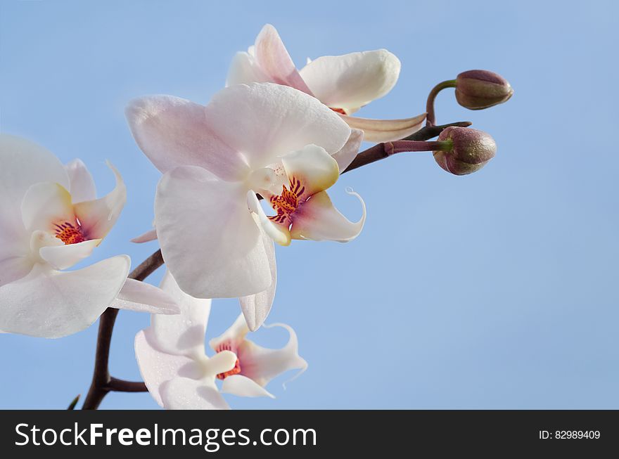 Pink and White Orchids