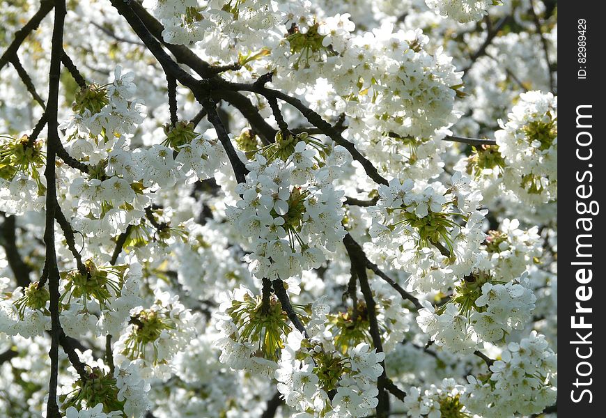 White And Green Petaled Flower