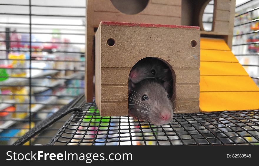 Close up of mouse in playhouse inside cage in pet store. Close up of mouse in playhouse inside cage in pet store.