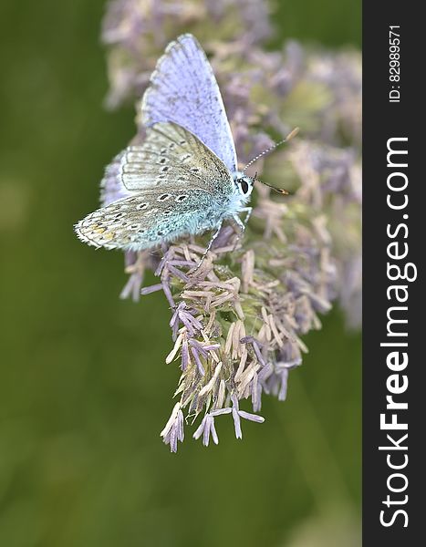 Purple White Butterfly On Purple Petaled Flower During Daytime