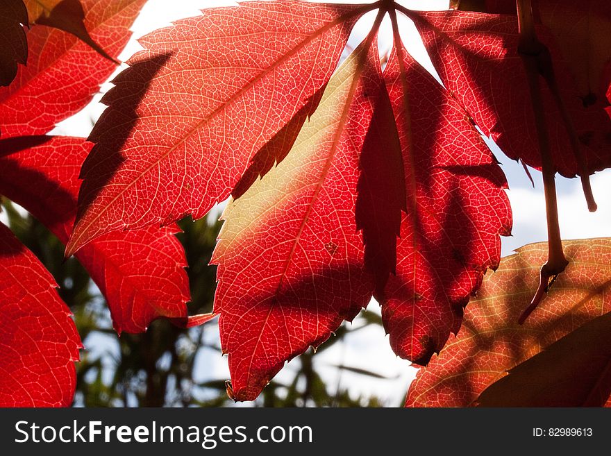 Red And Orange Autumn Leaves Close Up Photogrpah