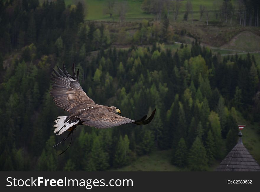 Brown Hawk Flying Above Green Trees Artwork