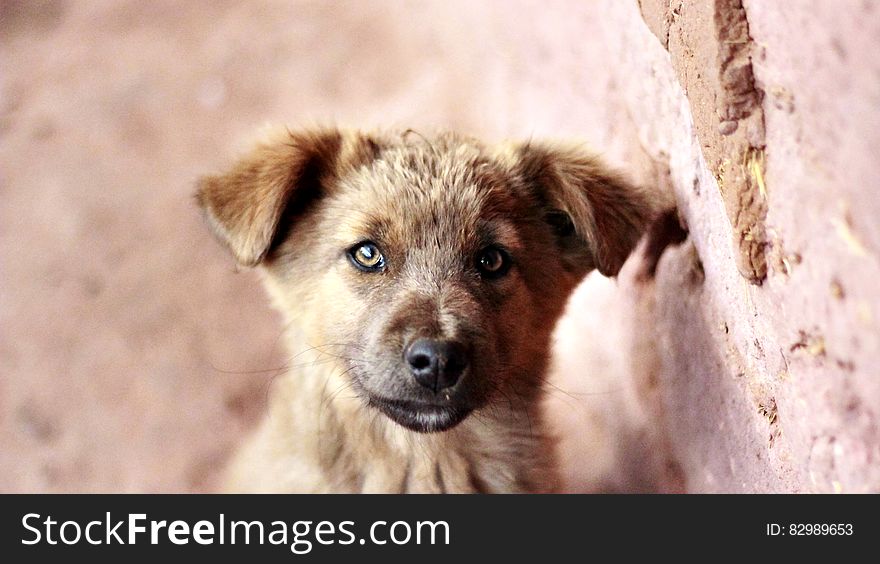 Close up portrait of dog standing outdoors next to red brick wall on sunny day. Close up portrait of dog standing outdoors next to red brick wall on sunny day.