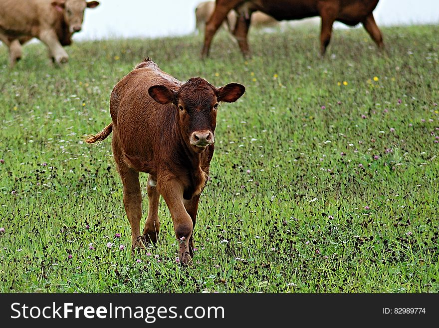 Brown Cow in Green Leaf Grass during Daytime