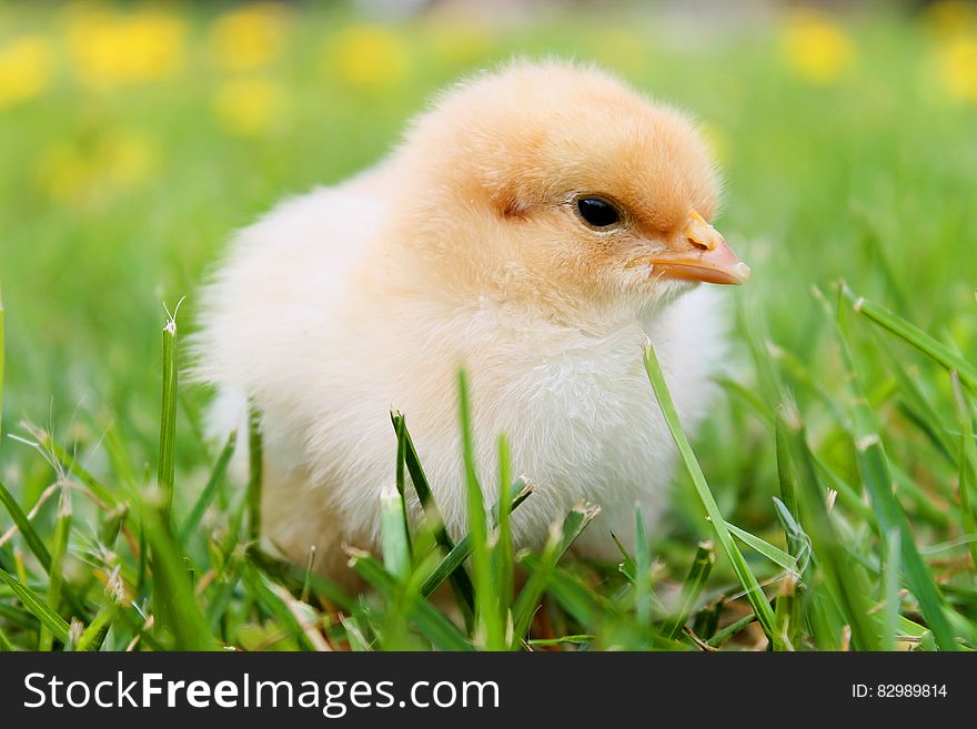 White Duckling on Grass