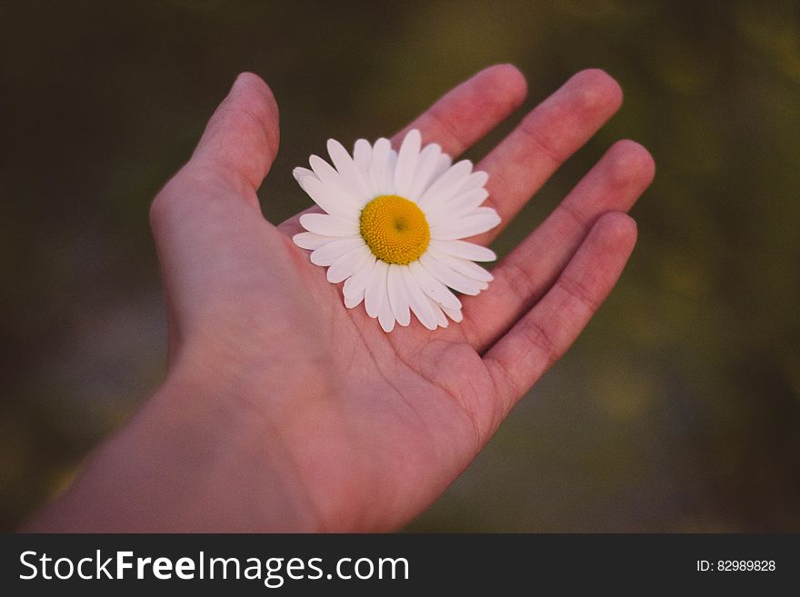 White And Yellow Petaled Flower On Human Palm