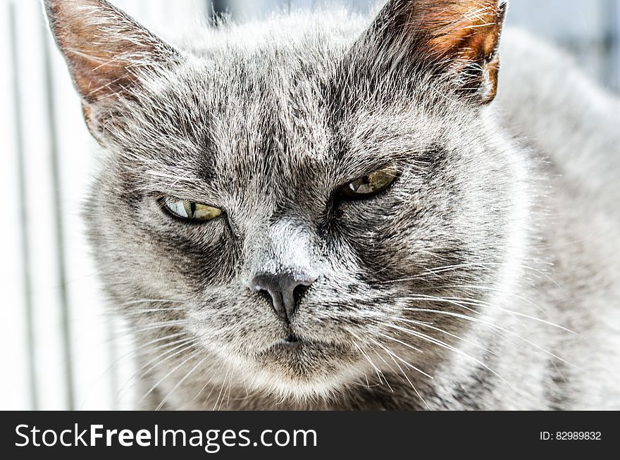 Gray Fur Coated Cat