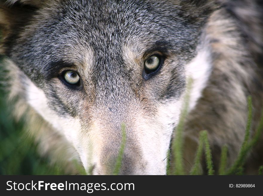 Outdoor portrait of face of grey wolf on sunny day. Outdoor portrait of face of grey wolf on sunny day.