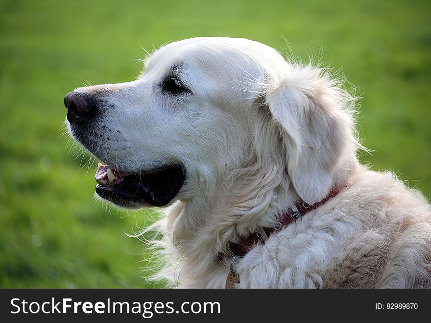 Golden Retriever Dog Wearing Red Collar