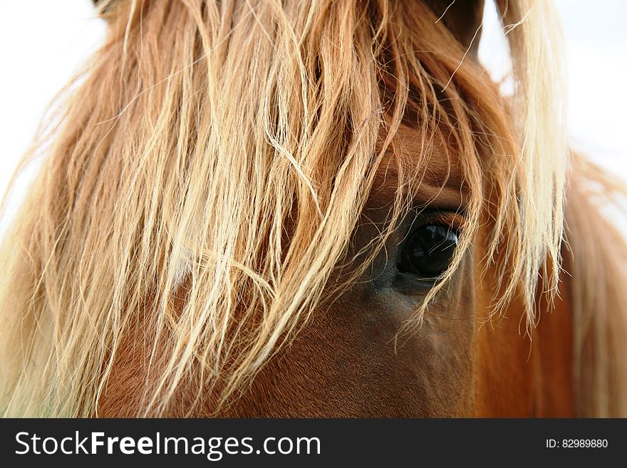 Close up of horse head through mane. Close up of horse head through mane.