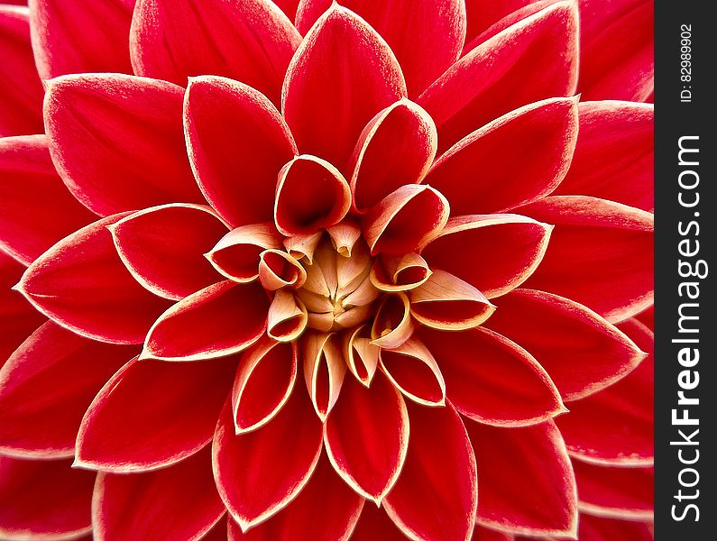 Close Up Photography of Red Petaled Flower