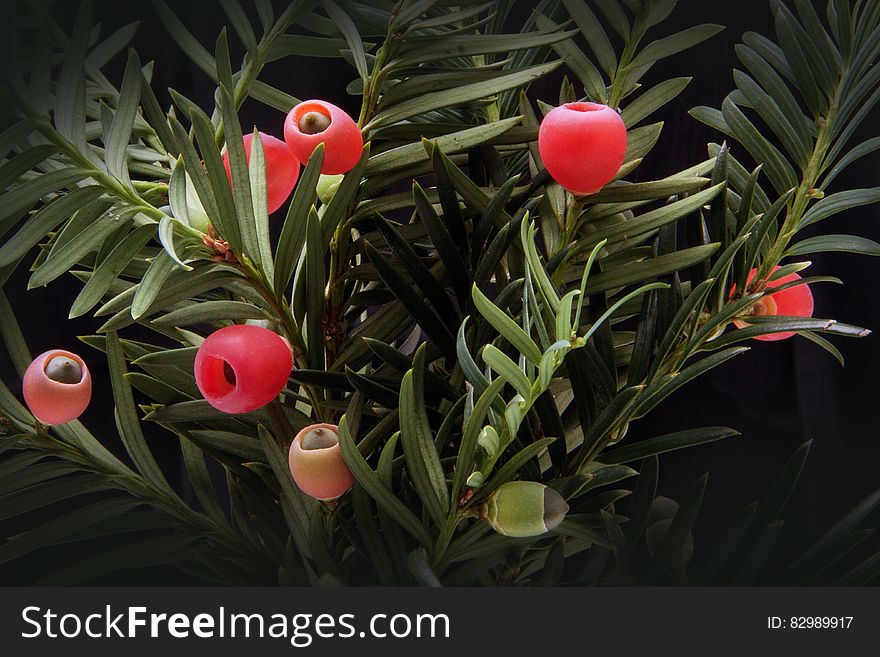 Red Fruit on Green Plants