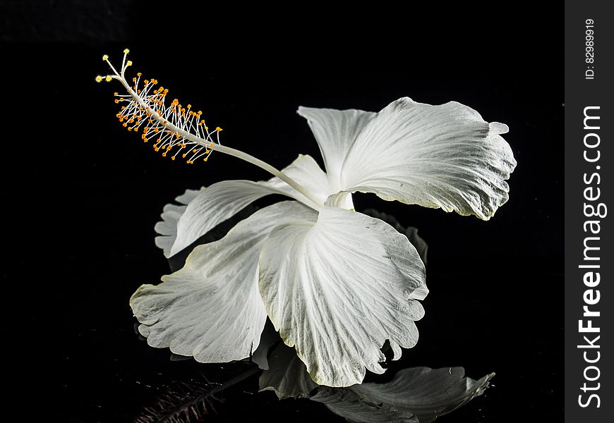 Macro Photography of White Flower