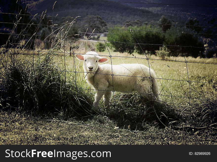 Young white lamb behind fence in sunny green field. Young white lamb behind fence in sunny green field.