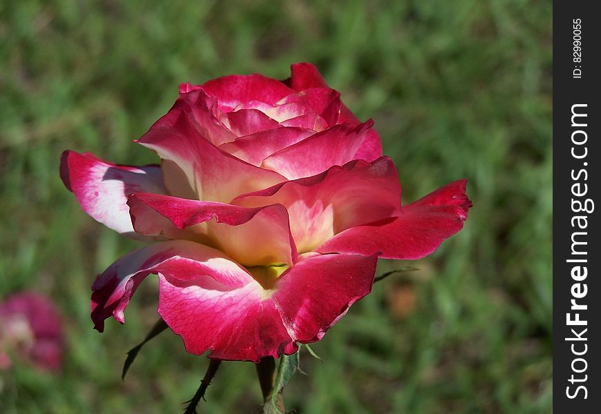 Red And White Rose In Tilt Shift Lens