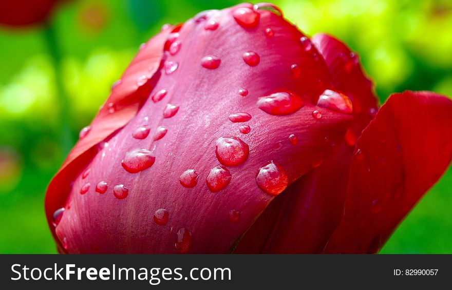 Red Flower