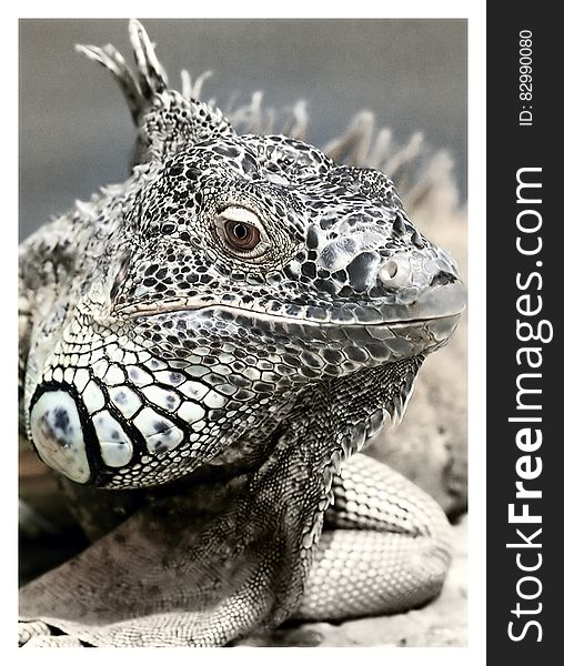 Black and White Reptile in Macro Photgraphy