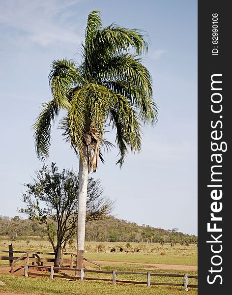 Palm tree next to wooden fence in country field. Palm tree next to wooden fence in country field.