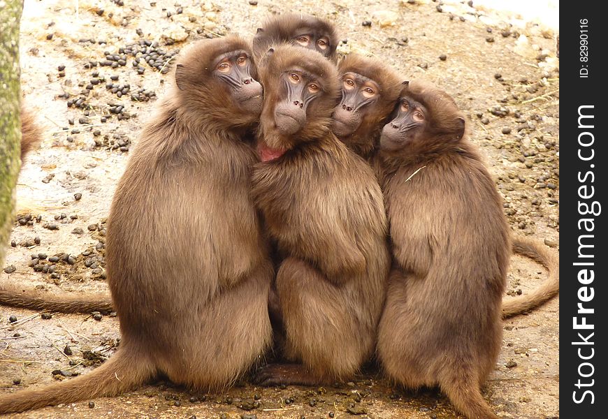 Five Monkey Huddled Together Outdoor during Daytime