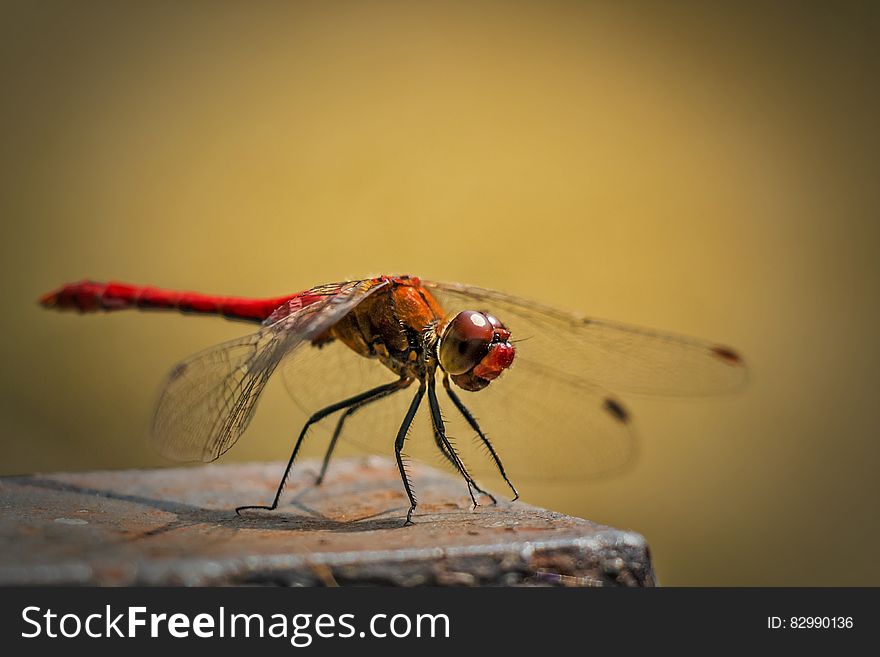 Red and Orange Dragonfly