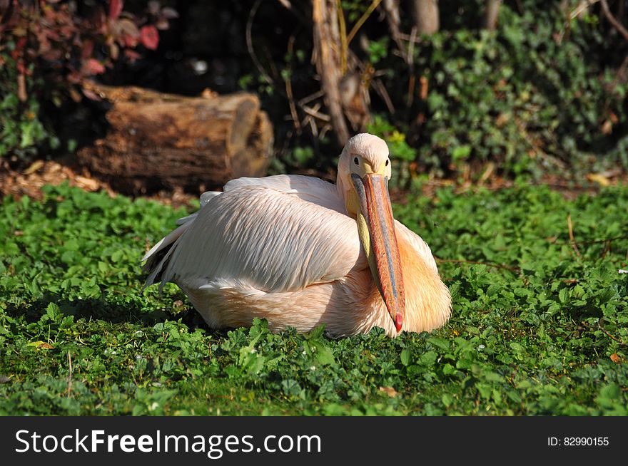 White Pelican Resting on Green Plants