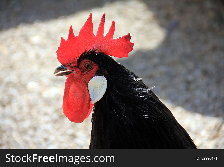 Black Chicken