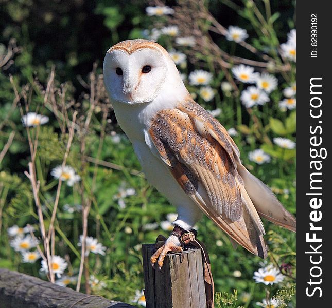 Brown White and Grey Owl Perching on Grey Log