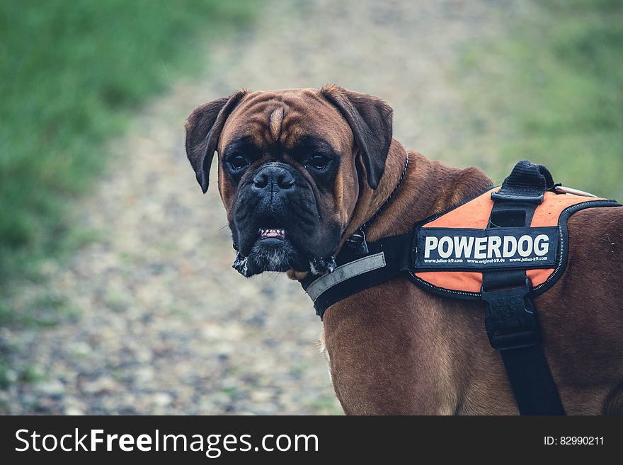 Brown Boxer Dog With Orange Black Powerdog Vest