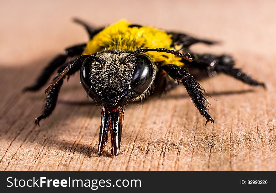 Yellow Black Bee on Brown Wooden Surface