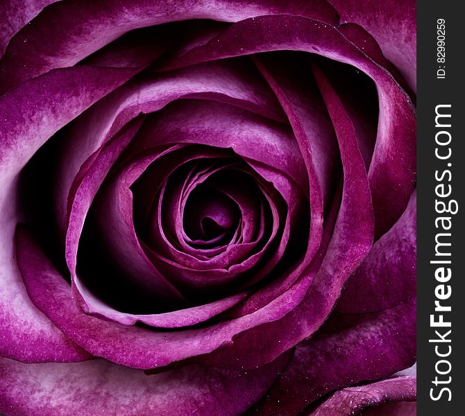 Closeup Photography of Purple Petal Flower